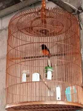 Burung murai plus kandang