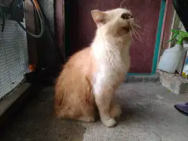Kucing Persia Jantan