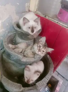 Kucing Persia Himalaya