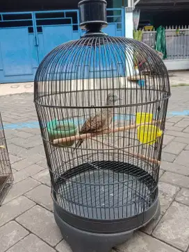 Perkutut Bangkok