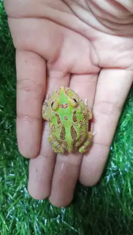 Pacman Frog morph Green