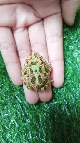 Pacman Frog Camoflage (CAMO)