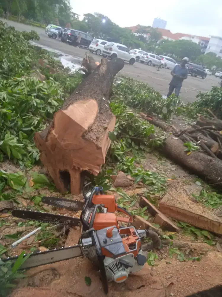 Jasa pangkas pohon, cabut akar dll.