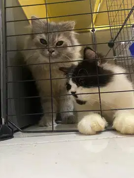 Kucing Persia Bulu Panjang
