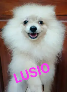 Pomerian lusio yg imut