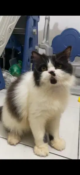 Kucing Persia Jantan