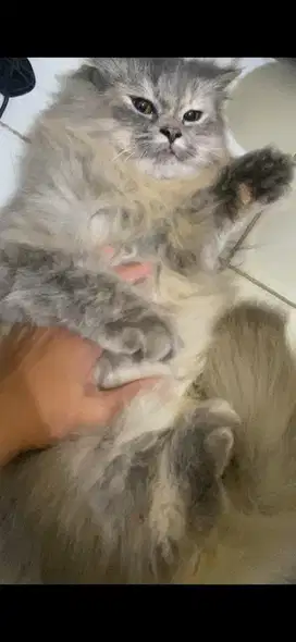 Kucing Persia Betina
