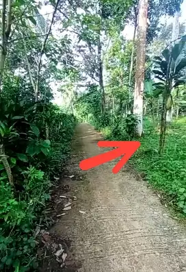 Tanah Kebun 677m²  Cocok Bangun VILLA, Cariu Bogor Timur