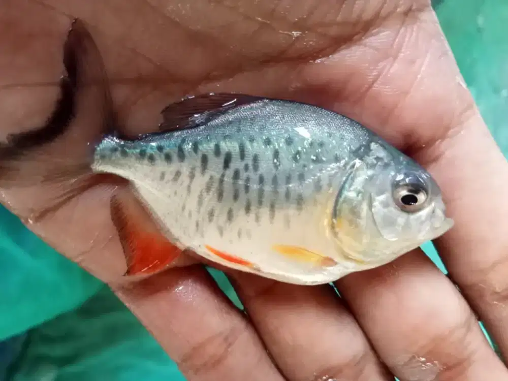 bibit ikan bawal
