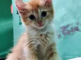 Open Adop, kitten 2 bln