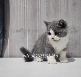 Kucing British Shorthair (BSH)
