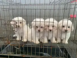 Maltese kosongan jantan