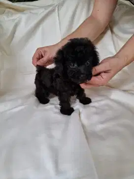 Poodle Tiny Black
