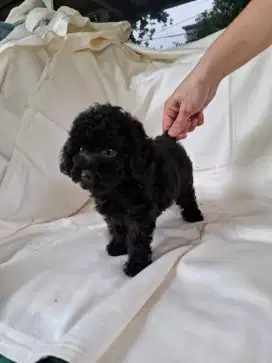 Poodle Tiny Black