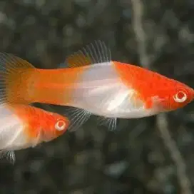 Ikan Molly Platty Kohaku
