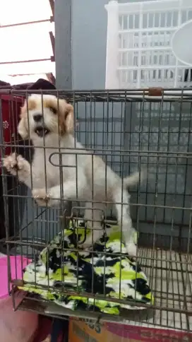 Dijual anjing maltese + kandang
