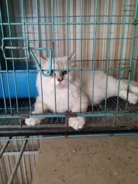 Kucing Himalaya Indukan Hamil