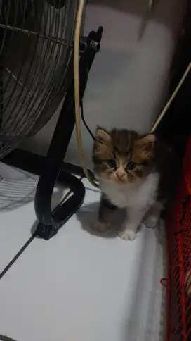 Kitten persia Himalaya