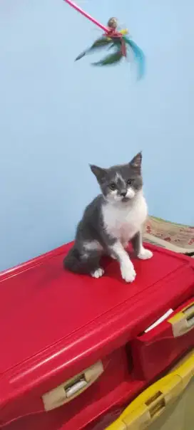 kucing kitten british shorthair jantan bicolour