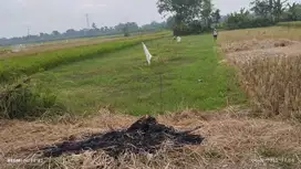 DIJUAL TANAH SAWAH AKSES MUDAH SELATAN SATE PAK PONG JEJERAN.JK13320