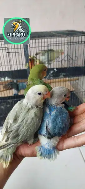 Lovebird jinak jenis non klep skil juga ada