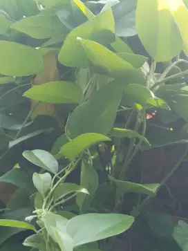 Dijual Daun Daluman ( Cincau Hijau)