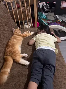 Mainecoon non ped