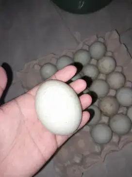 Telur itik tambak