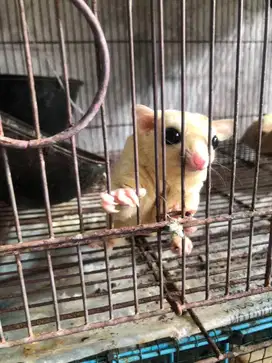 Sugar Glider White Leucistic(BACA DESKRIPSI)
