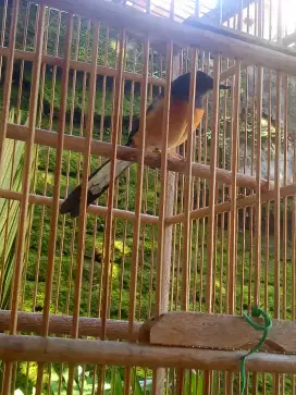 Jual Murai Batu