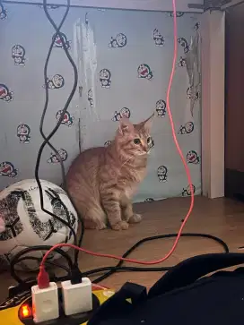 Kitten maincone