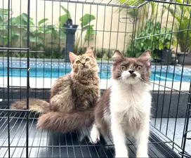 Kitten persia jantan dan betina
