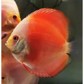 Ikan Discu Red Melon