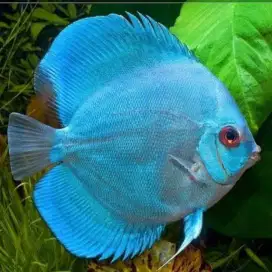 Ikan Discus Blue Diamond