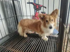 Corgi betina 4 tahun stambum lengkap