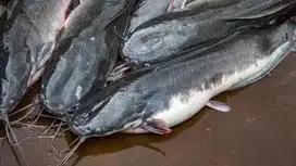 Karyawan Lapak Ikan Segar