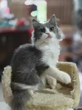 kucing kitten anakan persia anggora ragdoll himalaya munchkin