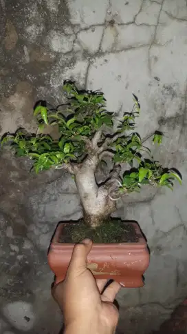 Bonsai anting putri