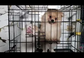 SaLe Pom muRce Bandung