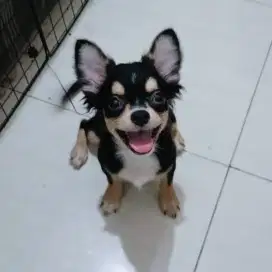 Jual Chihuahua Jantan
