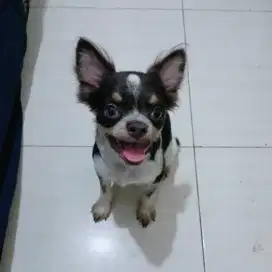 Jual chihuahua jantan