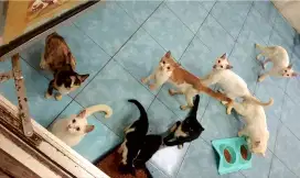 KUCING GRATIS GRATIS