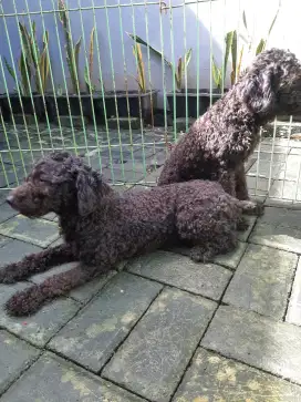 Anak Poodle remaja