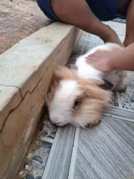 Kelinci Labubu Lion Head lucu dan imut