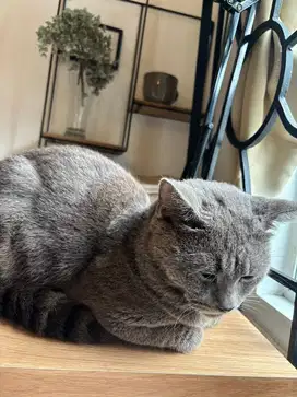Kucing bsh non ped