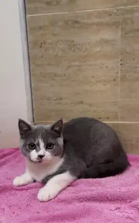British Shorthair Bico Blue Jantan Import