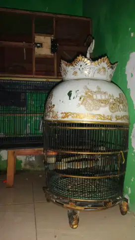 Perkutut cemani