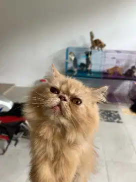 Kucing peaknose oren