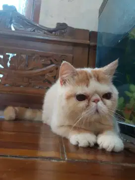 Peaknose jantan