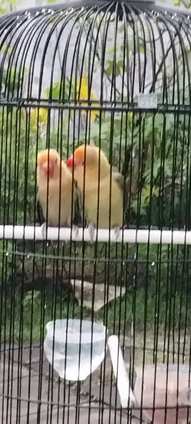 Lovebird BPE Remaja Murah meriah. Saja
